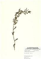 藏品(裂葉月見草)的圖片